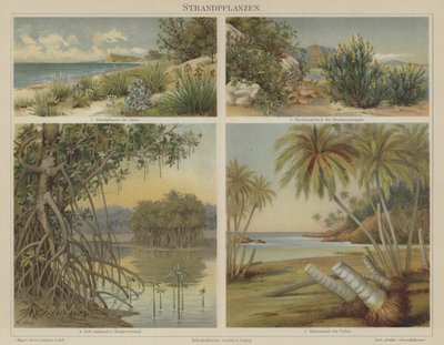 Piante da spiaggia da German School