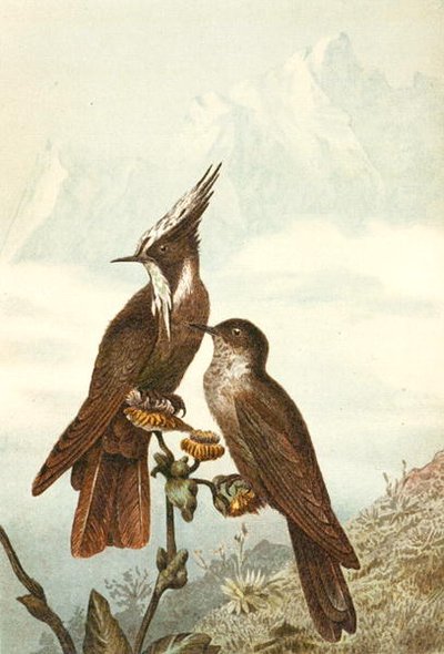 Bearded Helmetcrests, tavola da "Brehms Tierleben: Allgemeine Kunde des Tierreichs", vol 4, p. 675, pubblicato da Bibliographisches Institut da German School