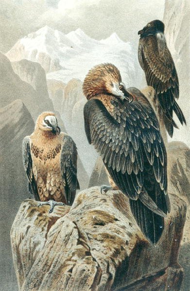 Avvoltoio barbuto, tavola da "Brehms Tierleben: Allgemeine Kunde des Tierreichs", vol.6, p.415, pubblicato da Bibliographisches Institut da German School