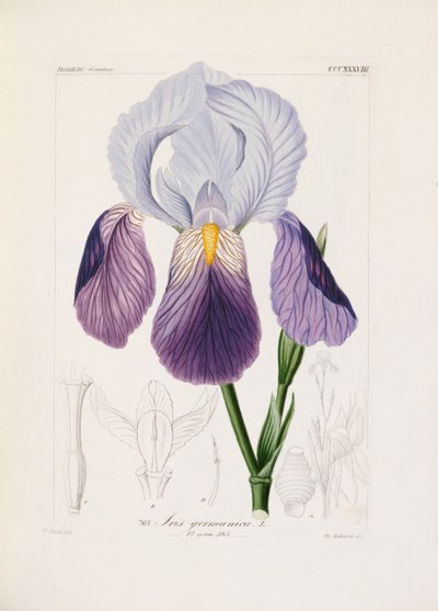 Iris barbuto, inciso da Ch. Schnorr da German School