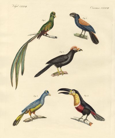 Bellissimi e nuovi uccelli rampicanti da German School