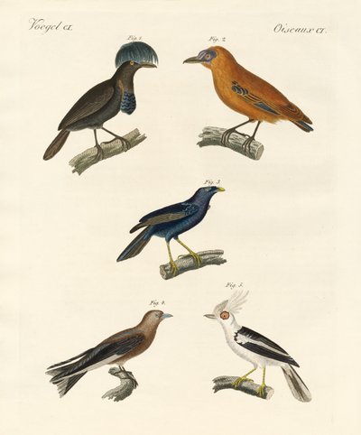 Uccelli belli da German School
