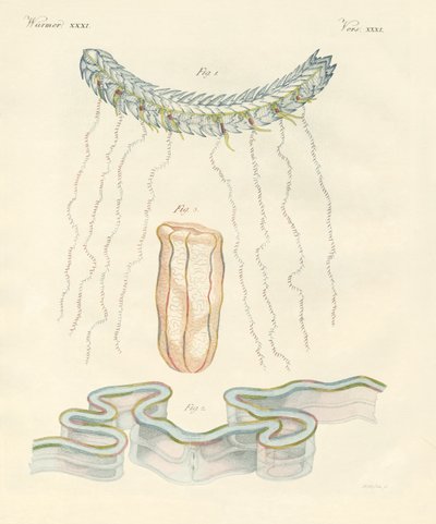 Ctenofori belli da German School