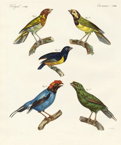 Uccelli esotici belli da German School