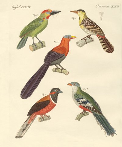 Bellissimi uccelli esotici da German School