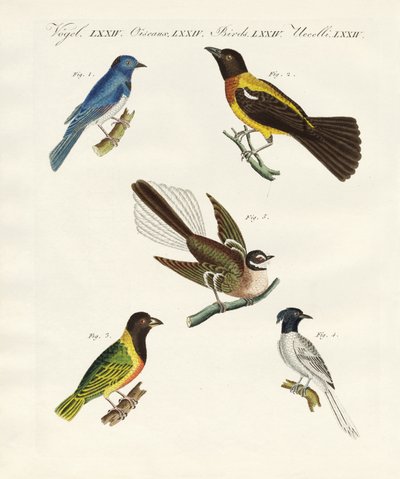 Bei uccelli stranieri da German School