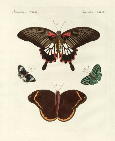 Belle farfalle straniere (incisione colorata) da German School