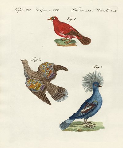Piccioni belli e stranieri da German School