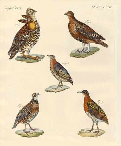 Bellissimi uccelli simili a galline da German School