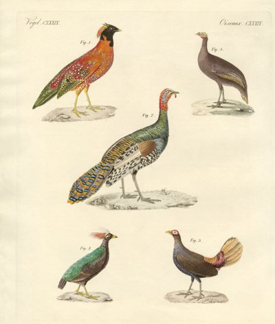 Bellissimi uccelli simili a galline da German School