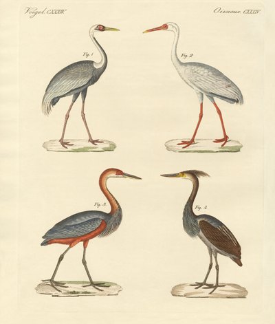 Bellissimi uccelli di palude da German School