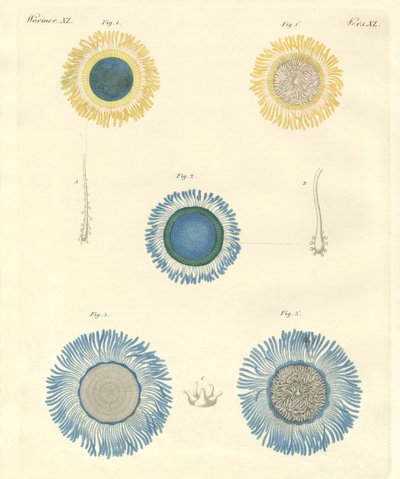 Bellissime meduse da German School