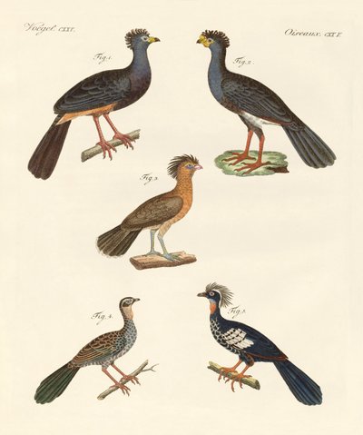 Nuovi bellissimi uccelli da German School