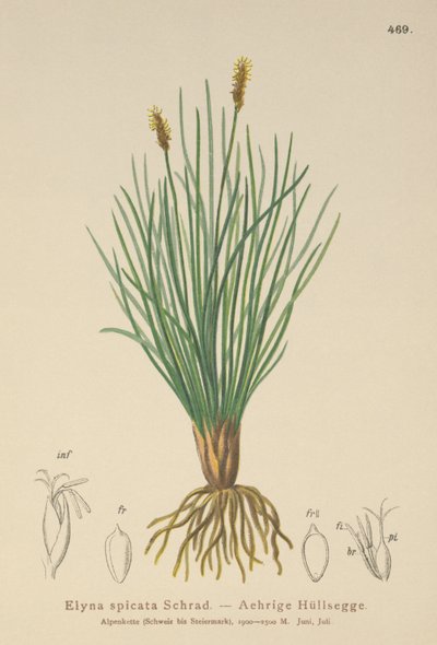 Kobresia myosuroides da German School
