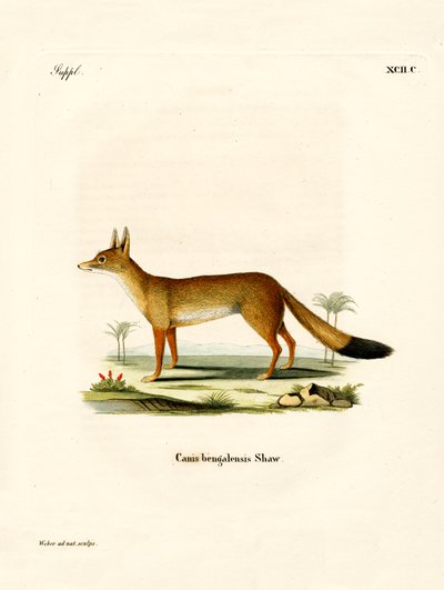 Volpe del Bengala da German School