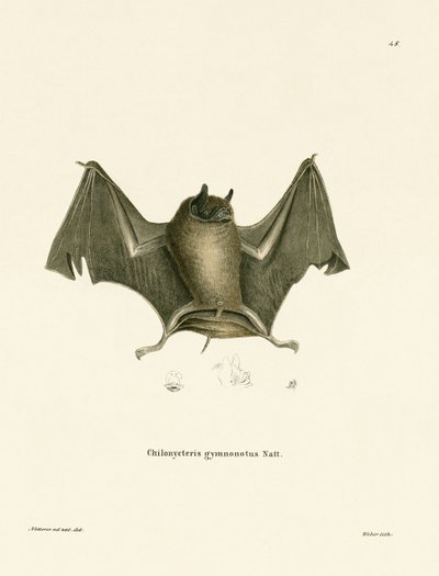 Grande pipistrello senza schiena nuda da German School