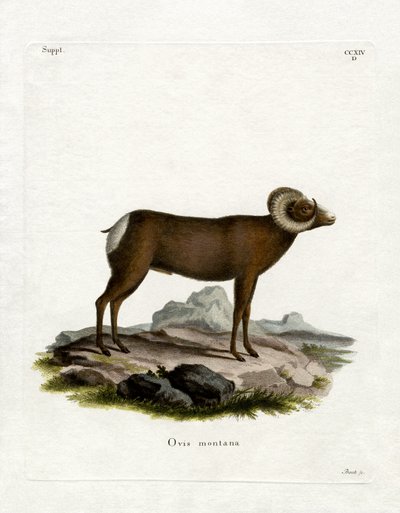 Pecora bighorn da German School