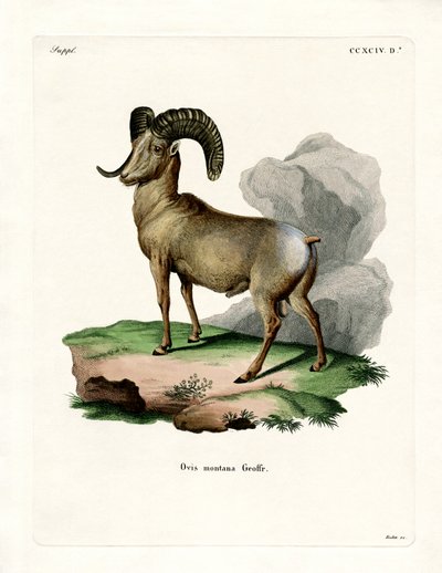 Pecora Bighorn da German School