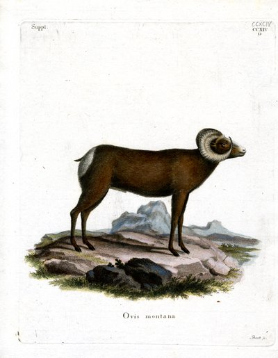 Pecora bighorn da German School