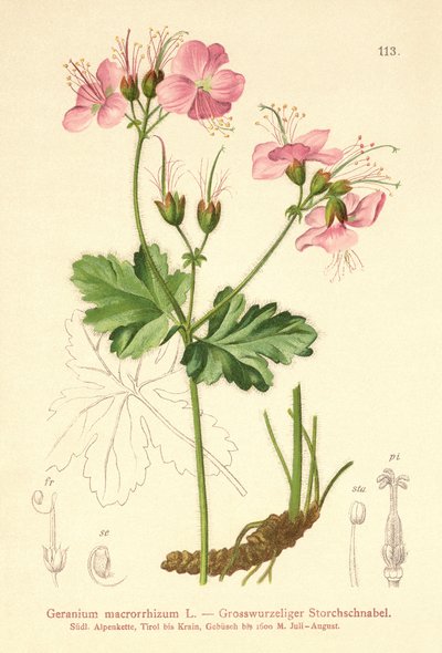 Geranio macrorrizo (Geranium macrorrhizum) da German School