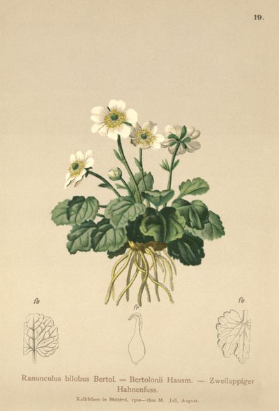 Ranuncolo bilobo (Ranunculus bilobus, Ranunculus bertolonii) da German School