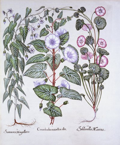 Convolvolo, Cani Bane e Convolvolo di mare, da Hortus Eystettensis, di Basil Besler, pub. 1613 da German School