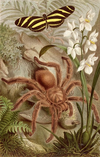 Ragno uccello, tavola da Brehms Tierleben: Allgemeine Kunde des Tierreichs, vol.9, p.698, pubblicato da Bibliographisches Institut da German School