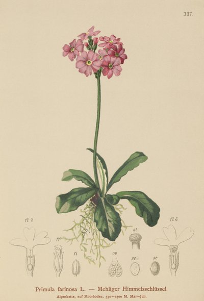 Primula farinosa (Primula farinosa) da German School