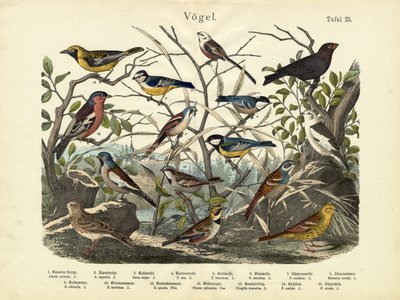 Uccelli, c.1860 da German School
