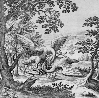 Uccelli che combattono dal Musaeum Hermeticum da German School