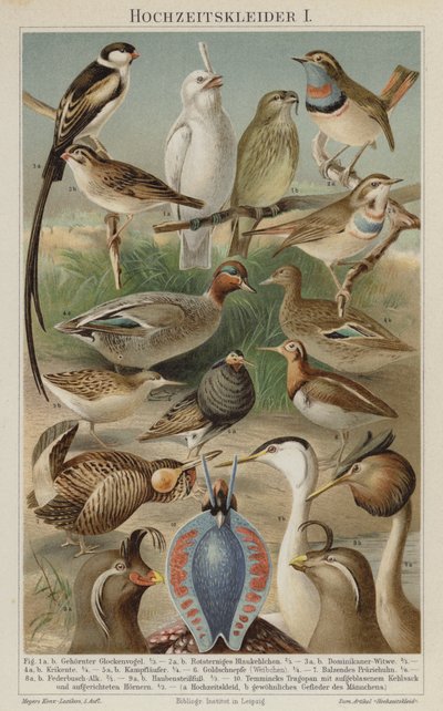 Uccelli in piumaggio nuziale da German School