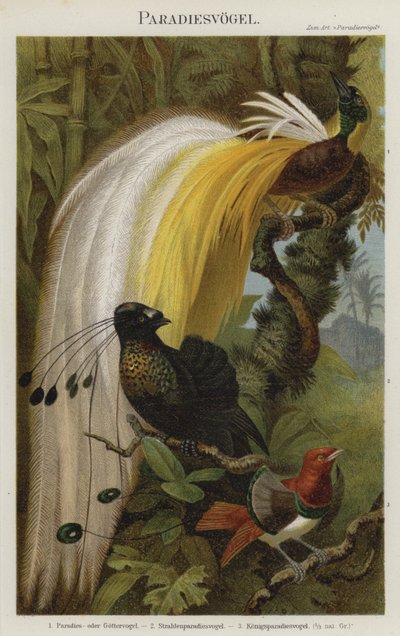 Uccelli del paradiso da German School