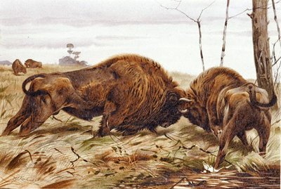 Bisonte da German School