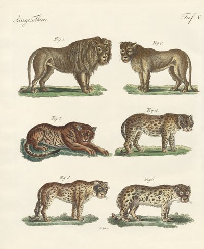 Animali mordaci da German School