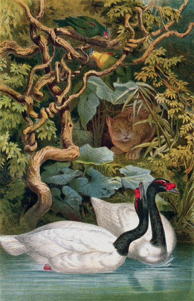 Cigno dal collo nero, tavola da Brehms Tierleben: Allgemeine Kunde des Tierreichs, vol.6, p.598, pubblicato da Bibliographisches Institut da German School
