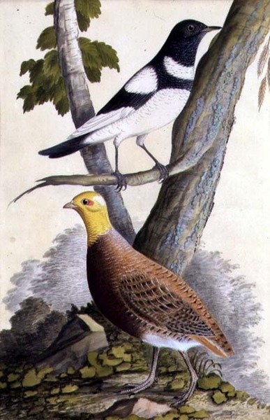 Tordo dal collare nero (Turdus ruficollis) e pernice (Perdix perdix), c.1740 da German School