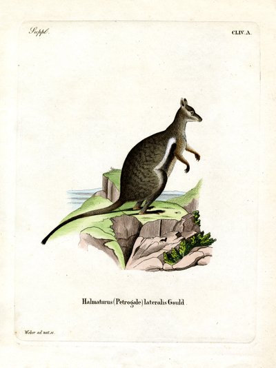 Wallaby delle Rocce Piedi Neri da German School
