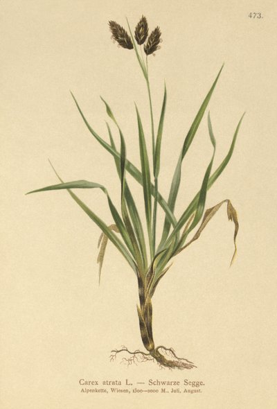 Carex atrata da German School
