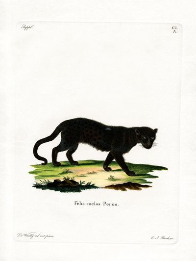 Leopardo nero da German School