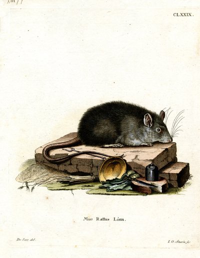 Ratto nero da German School