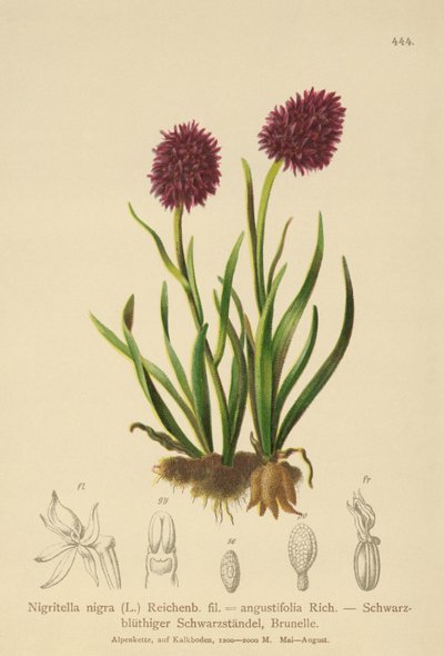Nigritella nigra, Nigritella angustifolia da German School