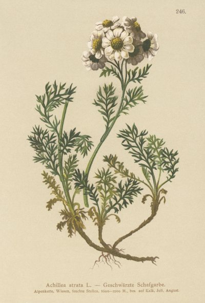 Achillea nera da German School