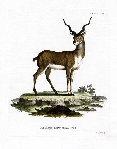 Antilope cervicapra da German School