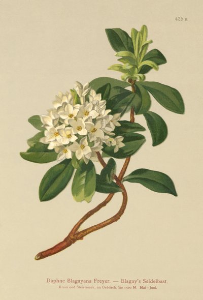 Daphne Blagayana Freyer da German School