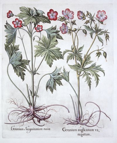 Geranio sanguigno e geranio radicoso, da Hortus Eystettensis, di Basil Besler, pub. 1613 da German School