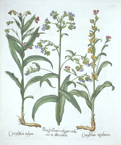 Alkanna blu e due varietà di lingua di cane, da Hortus Eystettensis, di Basil Besler, pub. 1613 da German School