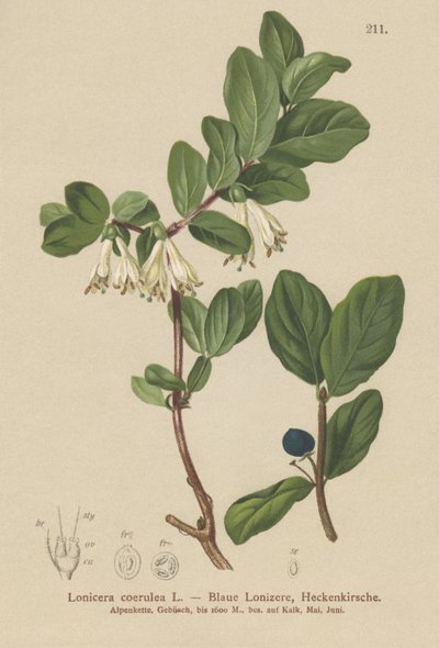 Caprifoglio blu (Lonicera caerulea, Lonicera coerulea) da German School