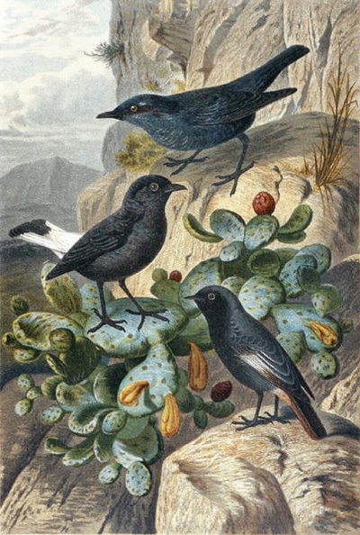 Merlo blu, Codirosso nero e Codirosso, tavola da "Brehms Tierleben: Allgemeine Kunde des Tierreichs", vol 4, p. 57, pubblicato da Bibliographisches Institut da German School