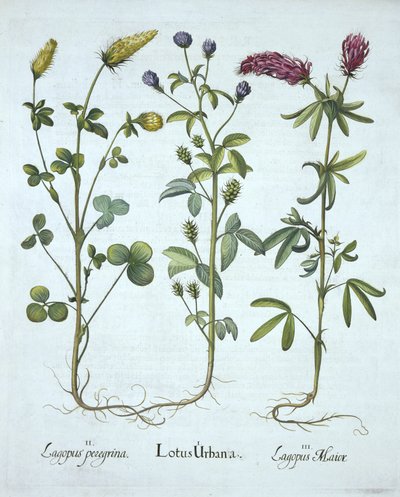 Trigonella blu, trifoglio giallo, trifoglio rosso, da Hortus Eystettensis, di Basil Besler, pub. 1613 da German School