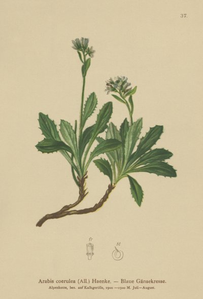 Arabetta azzurra (Arabis caerulea, Arabis coerulea) da German School